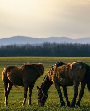 Uniquely Lexington